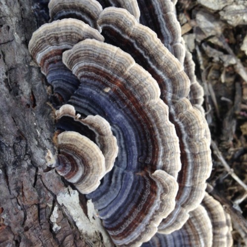 turkey tail fungus on tree