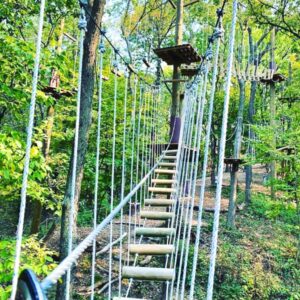 Unique Forest Views