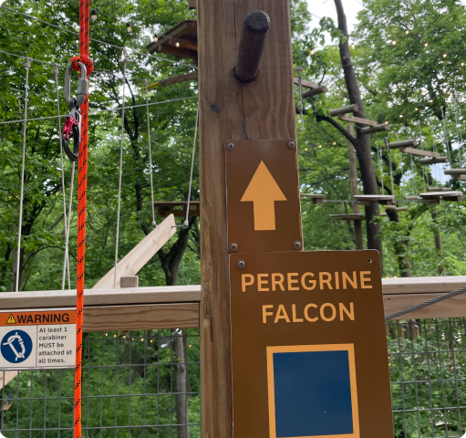 Peregrine Falcon